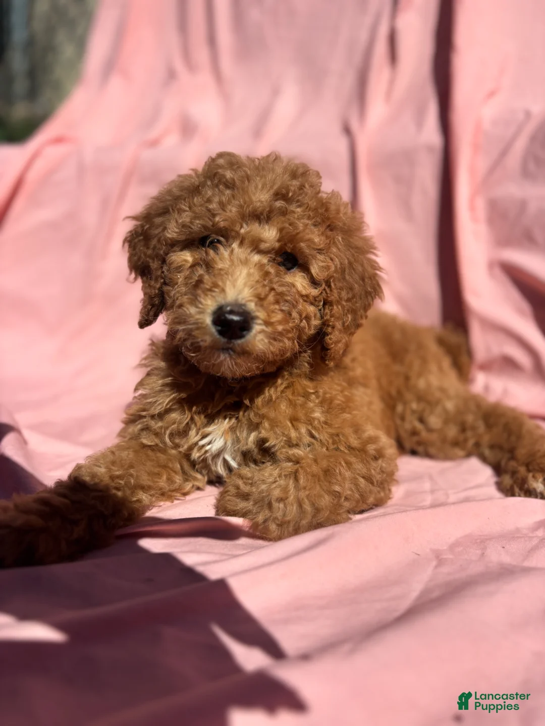 Bernedoodle dogs for sale: Bernedoodle Puppy 4 - Ad 1