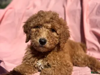 Bernedoodle dogs Bernedoodle Puppy 4 - Ad 37