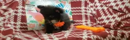 Pomeranian dogs for sale: Luther Lex the Great - Ad 2