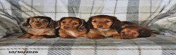 Miniature Dachshund dogs for sale: Hunter - Ad 5