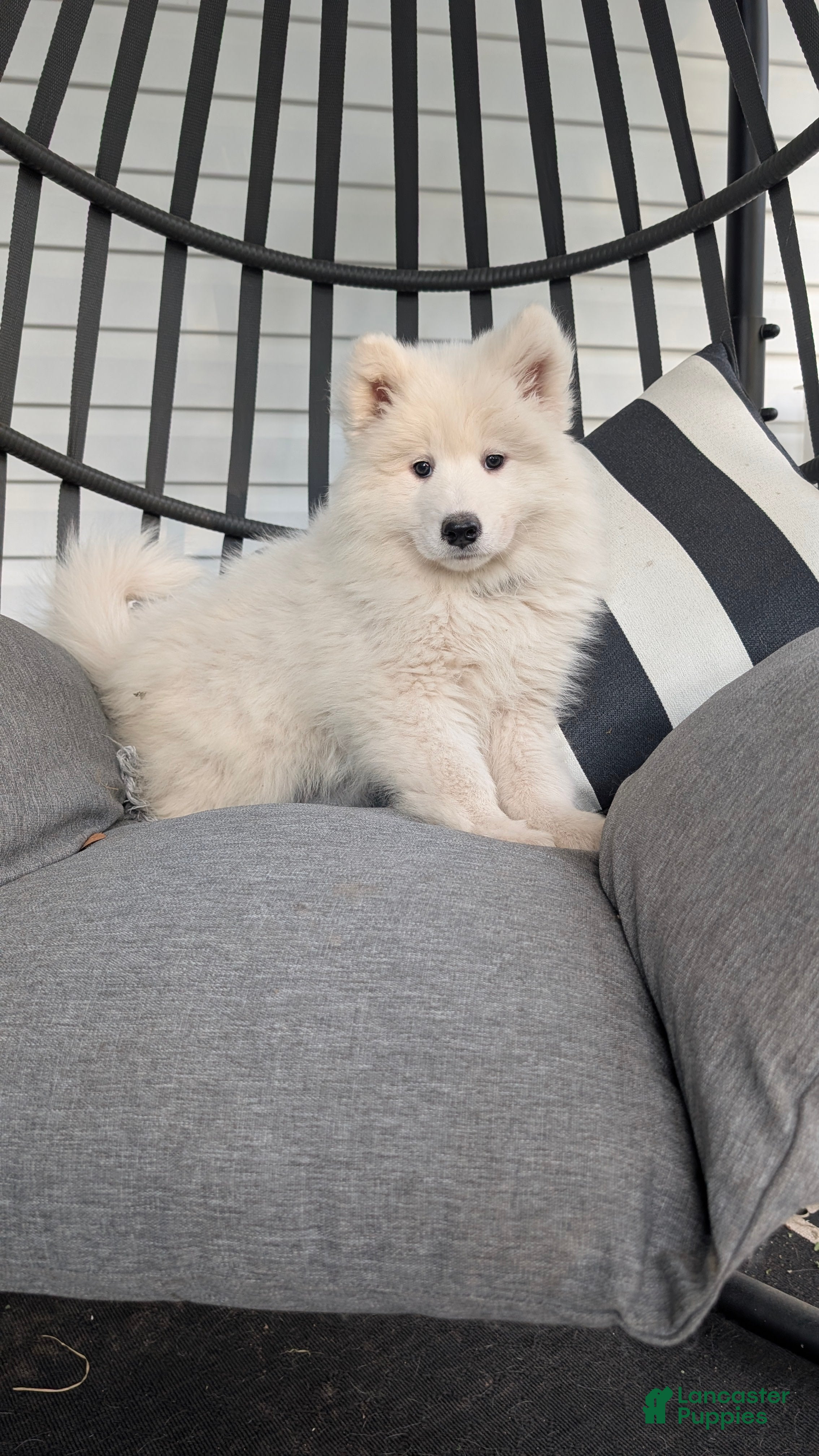 Samoyed dogs Elena - Ad 2