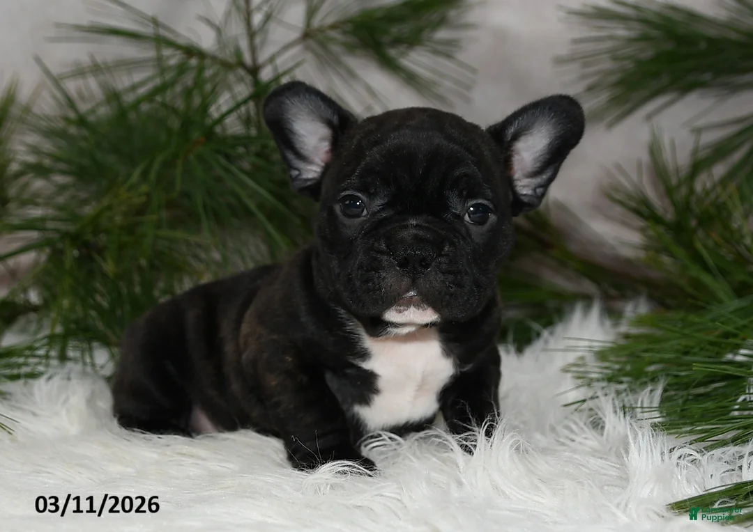 Frenchton dogs for sale: Franklin - Ad 1