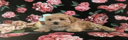 Maltipoo dogs for sale: Jasmine Hypoallergenic - Ad 5
