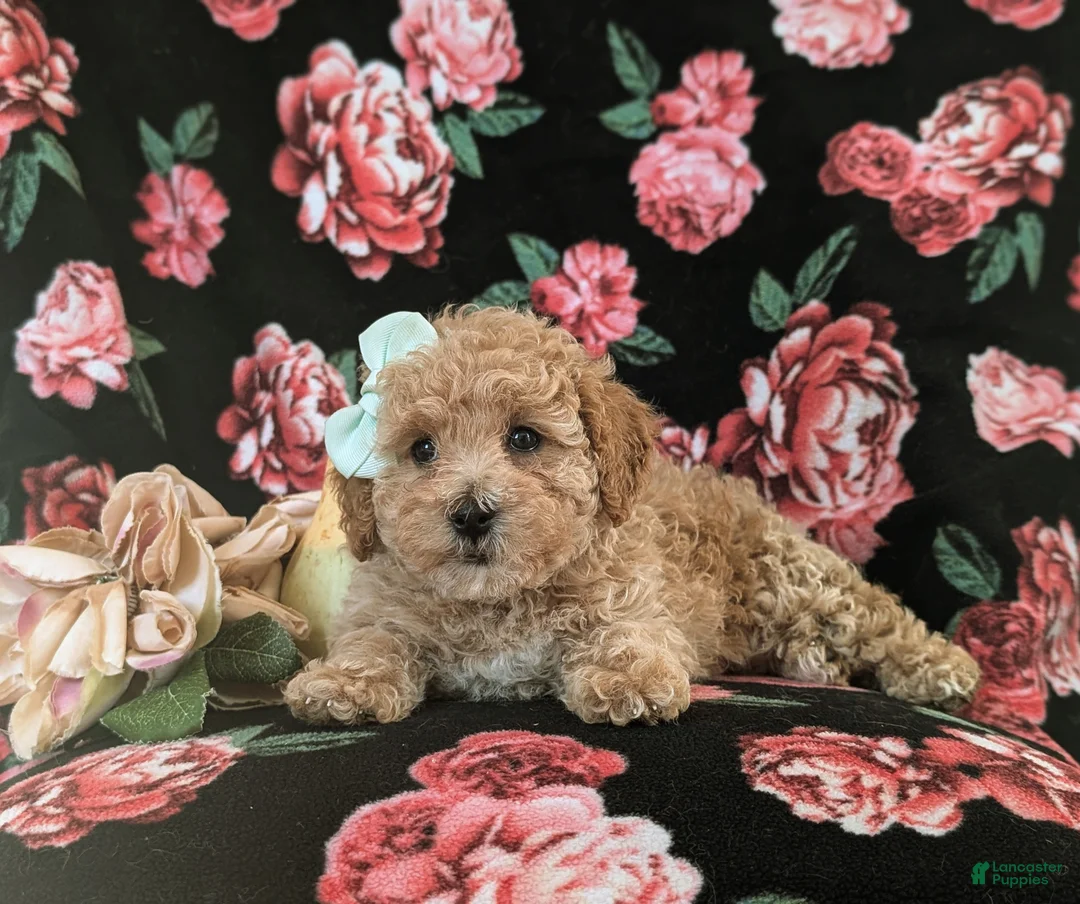 Maltipoo dogs for sale: Jasmine Hypoallergenic - Ad 5
