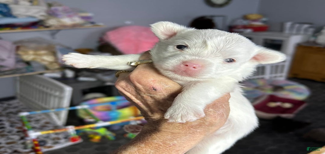 Gallery Image {{count}}