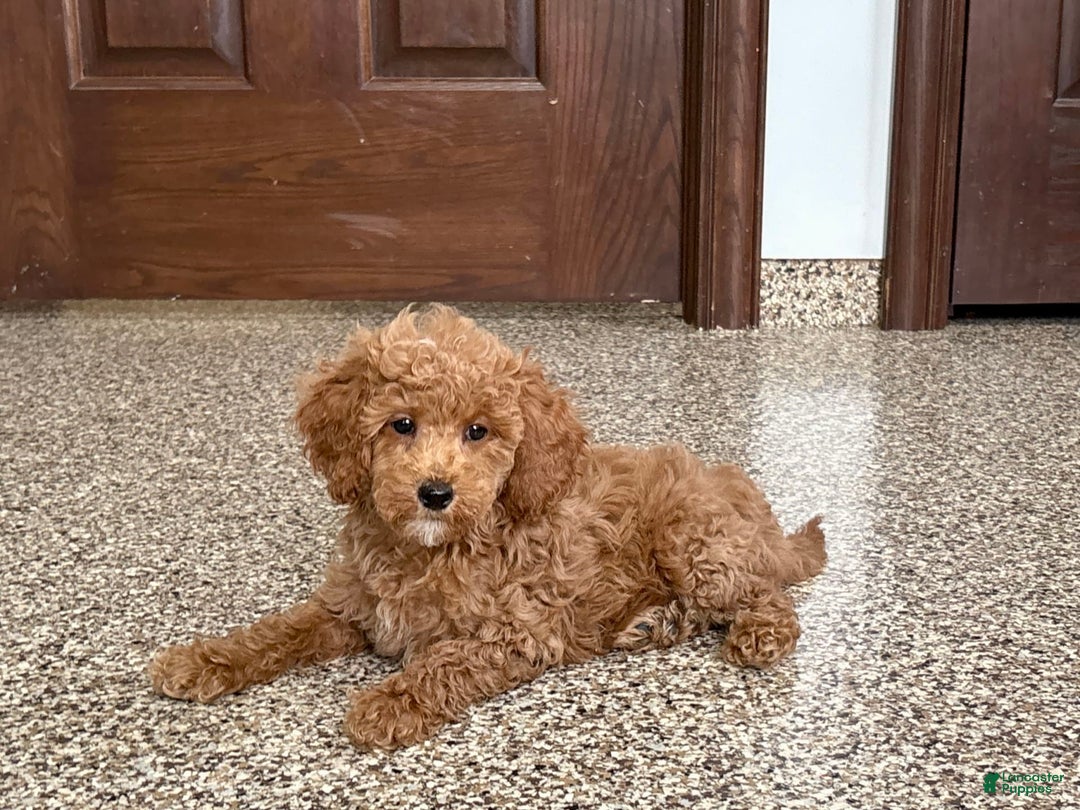 Cockapoo dogs for sale: Sara - Ad 7