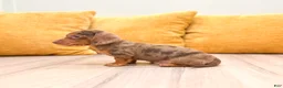 Miniature Dachshund dogs for sale: Duke - Ad 3