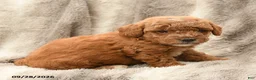 Miniature Poodle dogs for sale: Mikey - Ad 2
