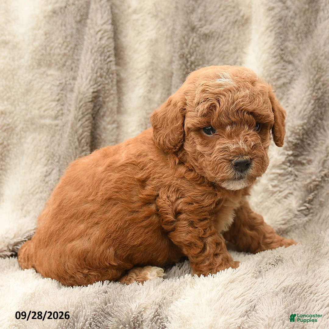 Miniature Poodle dogs for sale: Mikey - Ad 2