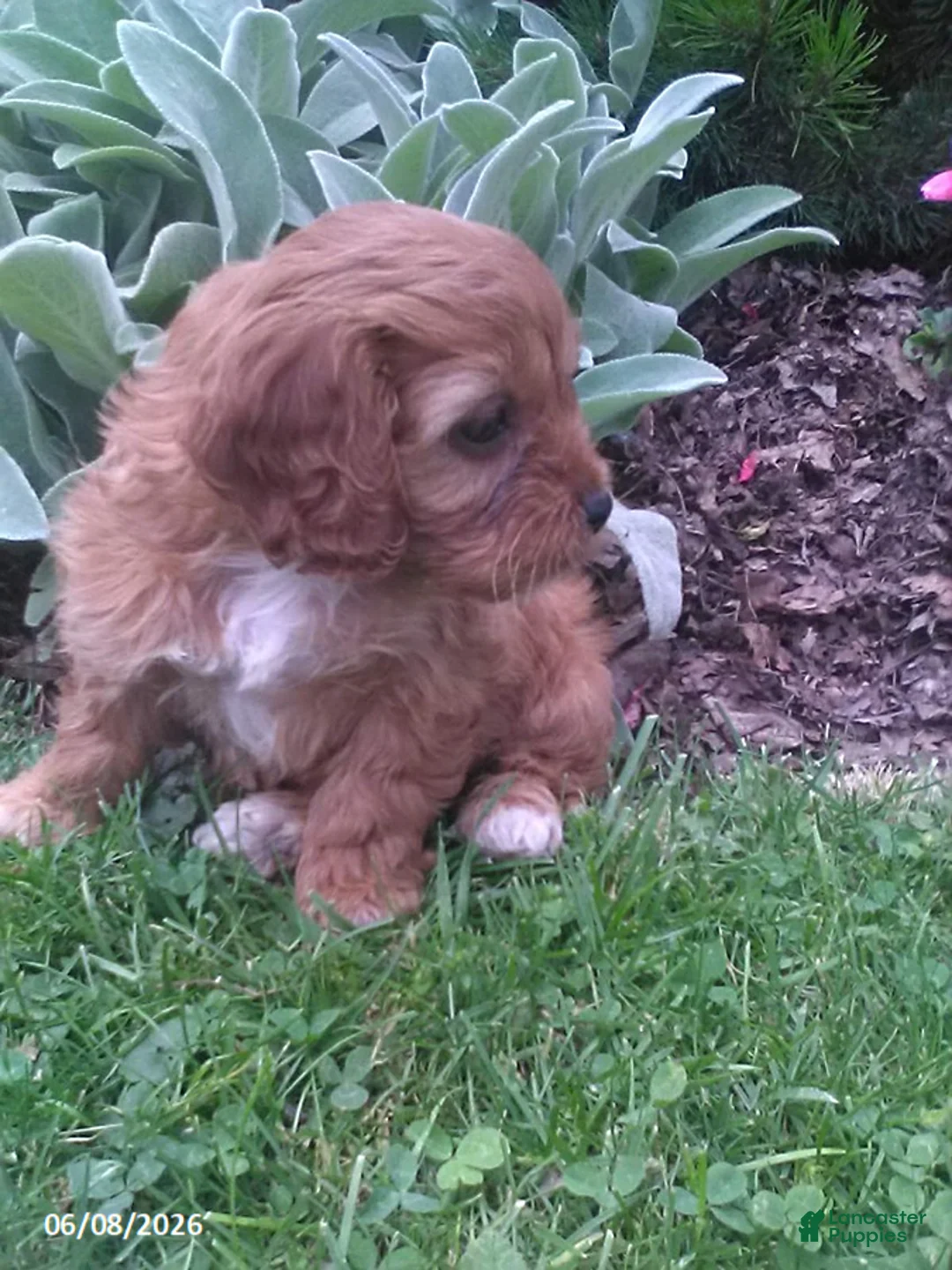 Cavapoo dogs for sale: Dora - Ad 3