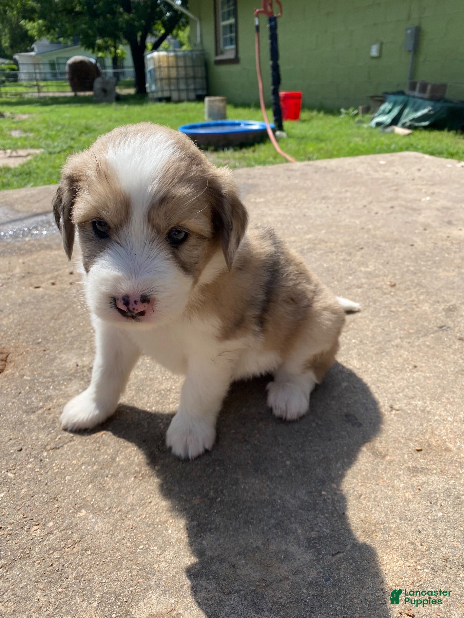 Mixed Breed dogs Mixed Breed 3 - Ad 1