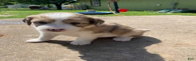 Mixed Breed 3