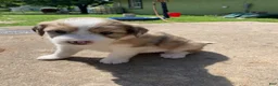 Mixed Breed dogs for sale: Mixed Breed 3 - Ad 1