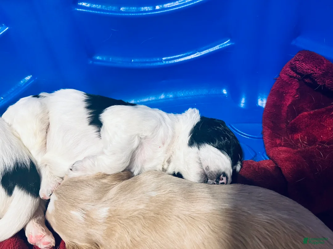 Mixed Breed dogs for sale: Peaches - Ad 2