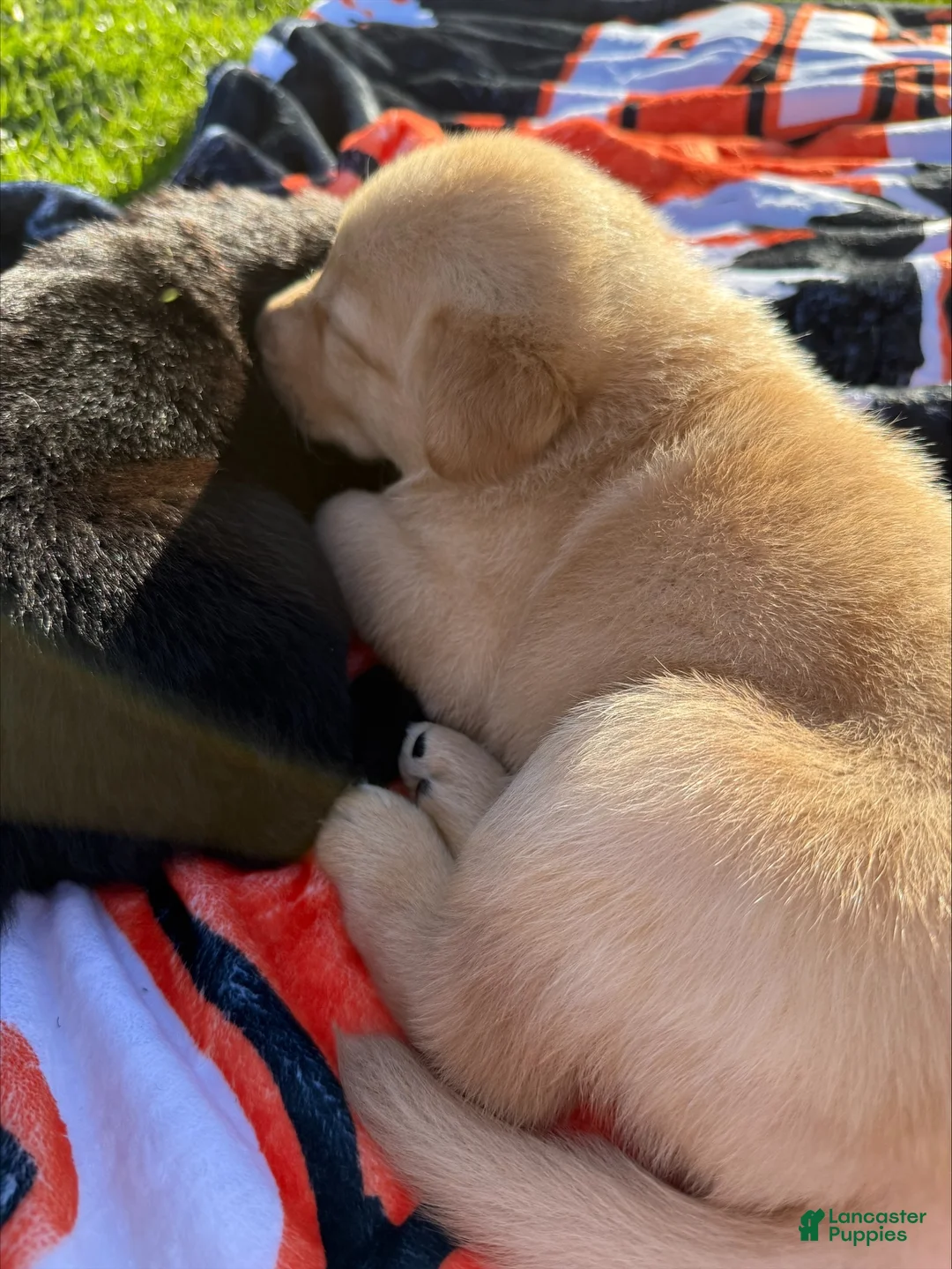 Sheprador dogs for sale: Buttercup - Ad 2