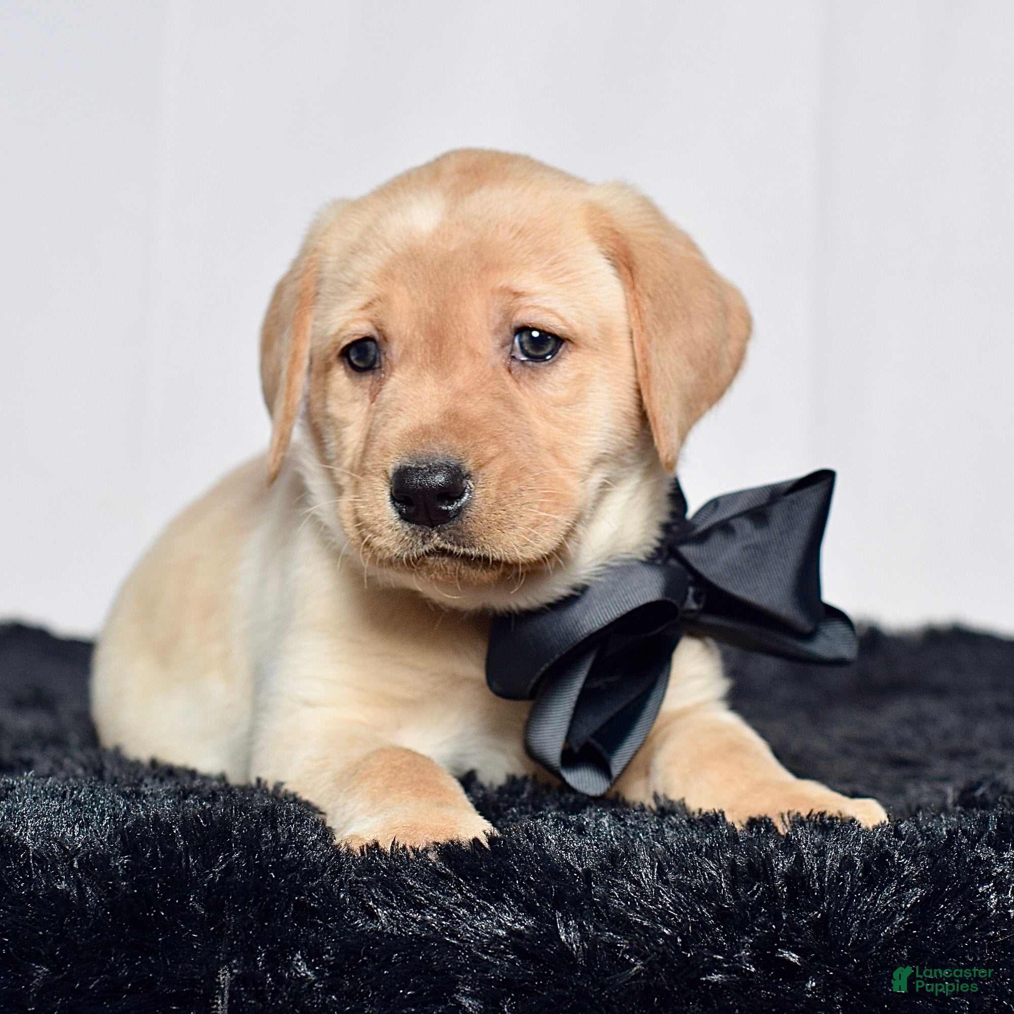 Labrador Retriever dogs Franky - Ad 2