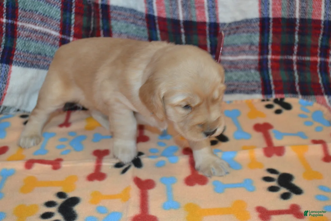 Golden Retriever dogs for sale: Morgan - Ad 1