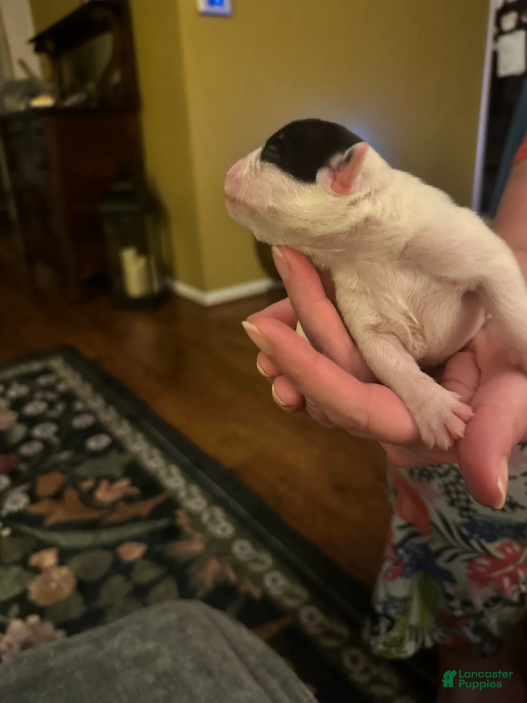 Mixed Breed dogs for sale: English Bulldog Puppy 8 - Ad 2