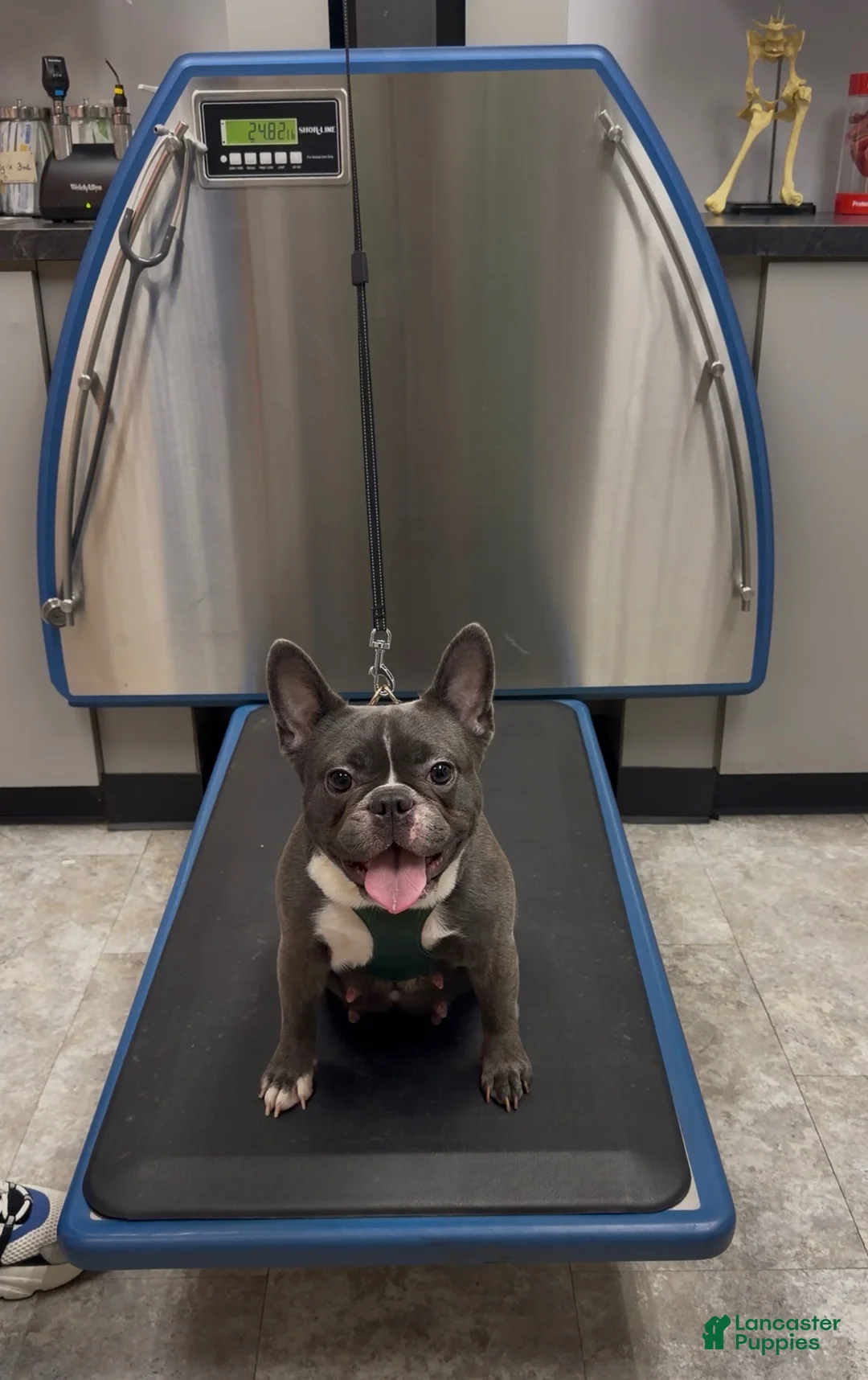 French Bulldog dogs for sale: Buttercup - Ad 5