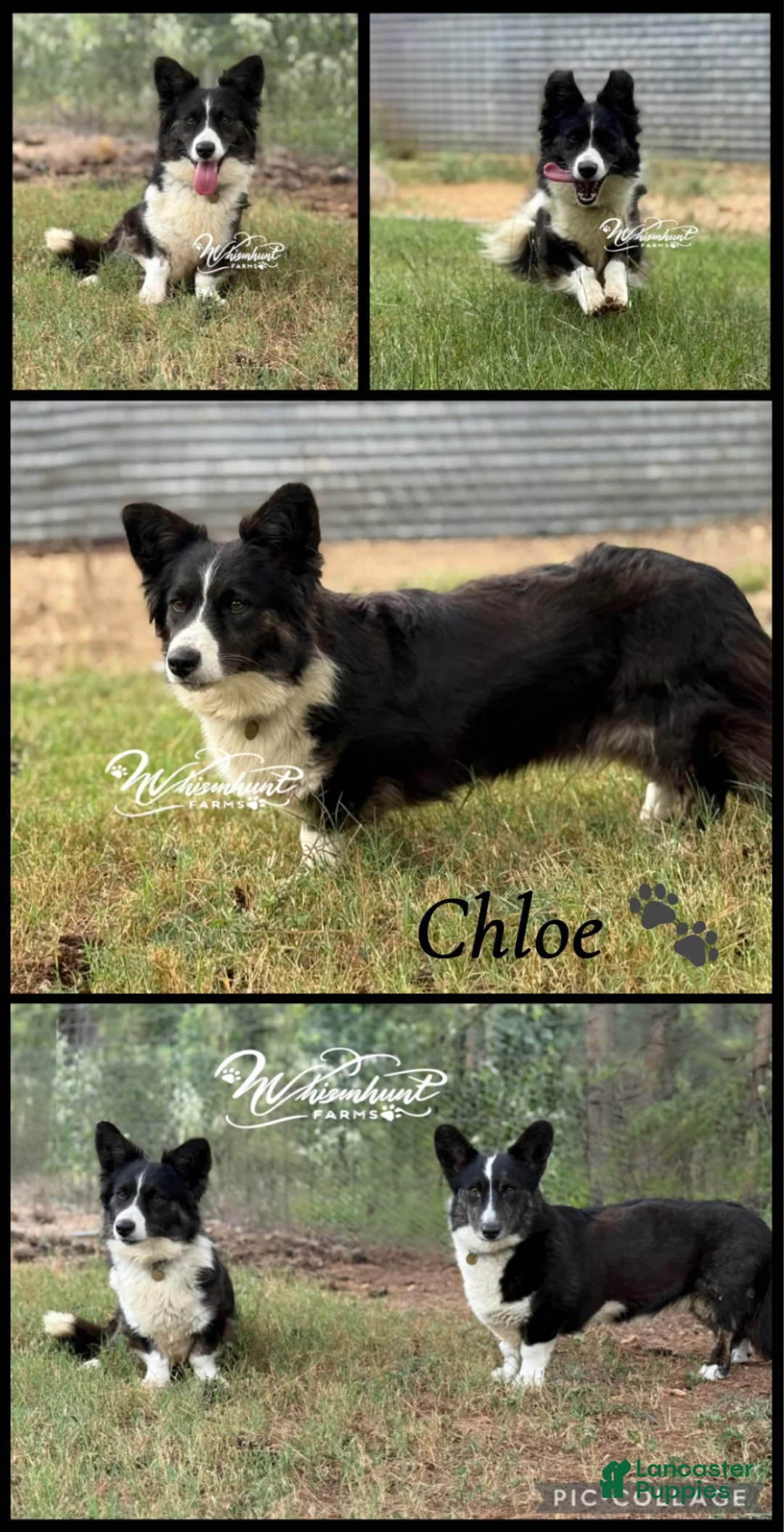 Welsh Corgi Cardigan dogs for sale: Ace - Ad 2