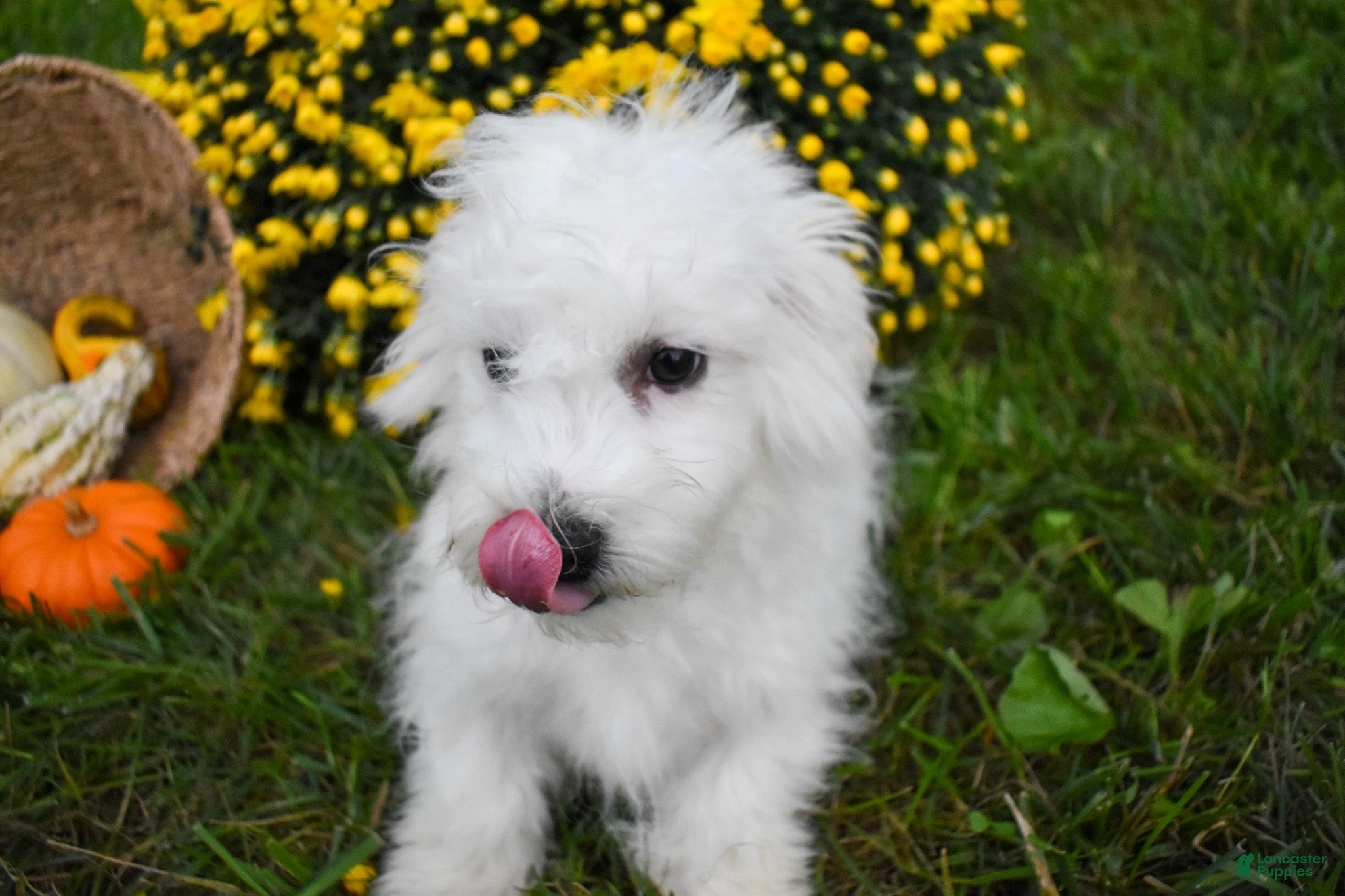 Maltese dogs Bryson 🐾 - Ad 2