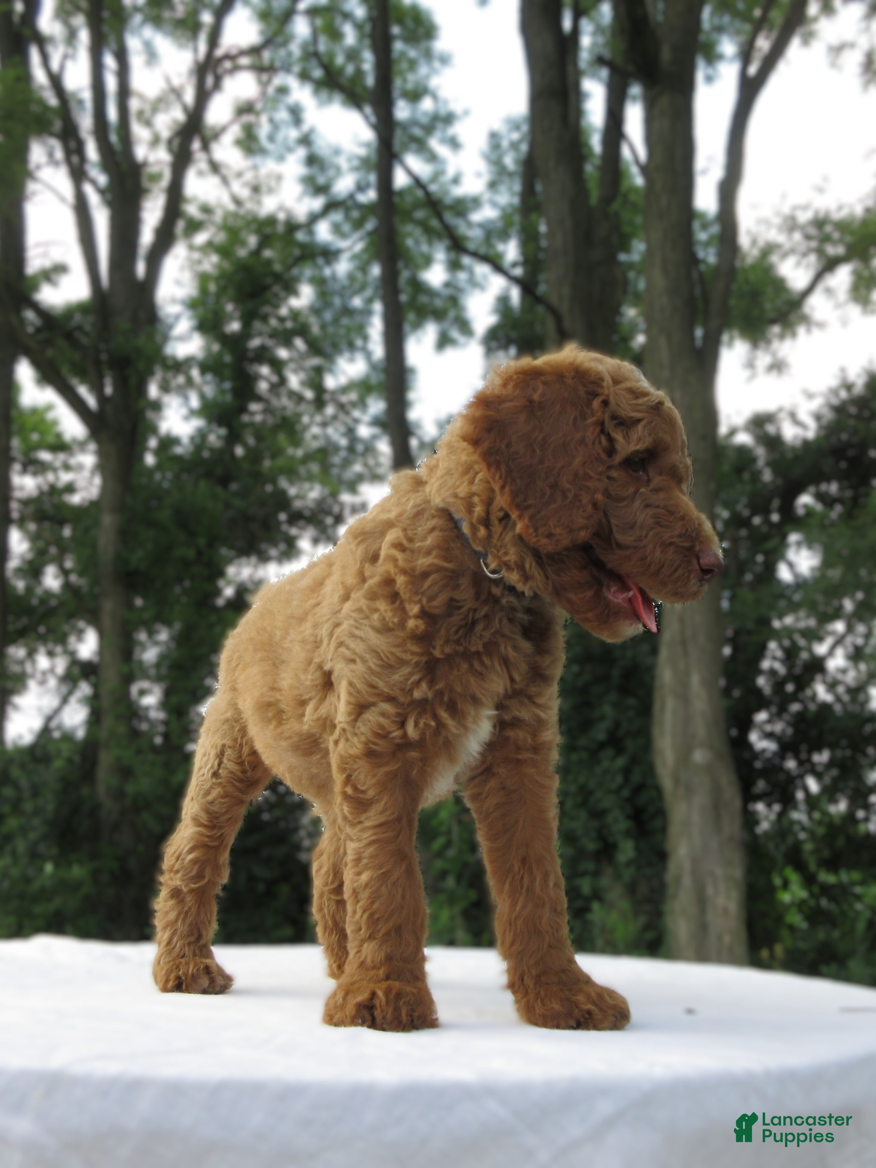 Goldendoodle dogs Basil - Ad 1