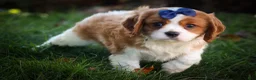 Cavalier King Charles Spaniel dogs for sale: Patches💙 - Ad 3