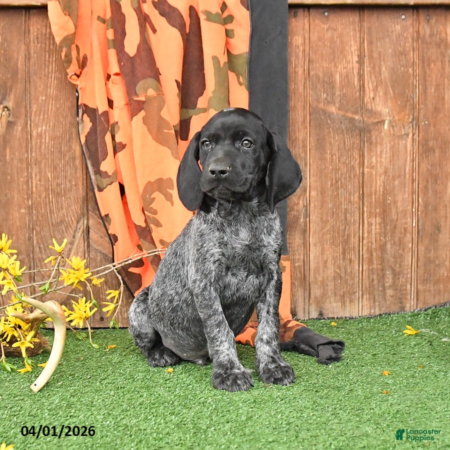 German Shorthaired Pointer dogs Loyal - Ad 1