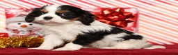 Cavalier King Charles Spaniel dogs for sale: Benji - Ad 3
