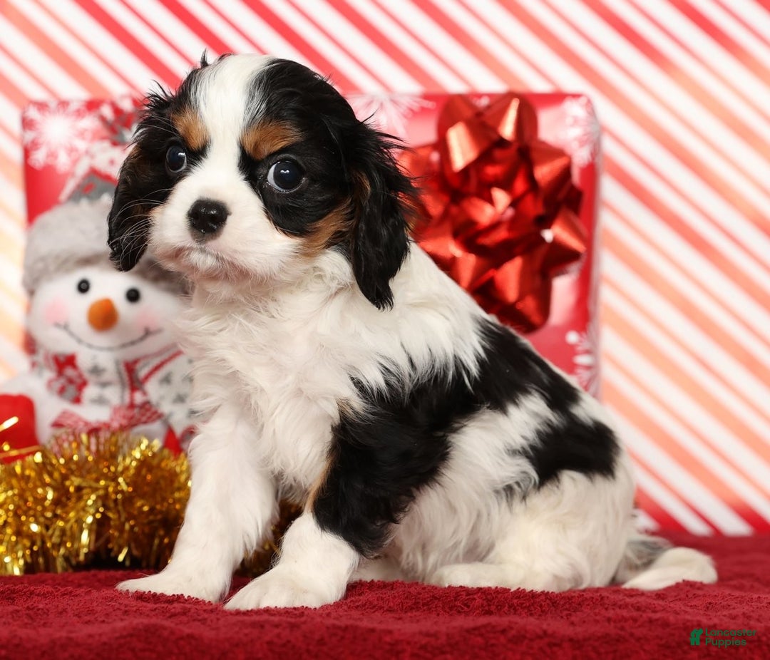 Cavalier King Charles Spaniel dogs for sale: Benji - Ad 3