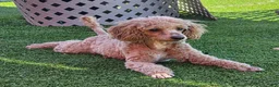 Miniature Poodle dogs for sale: Bobby - Ad 2