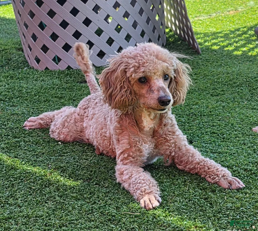 Miniature Poodle dogs for sale: Bobby - Ad 2