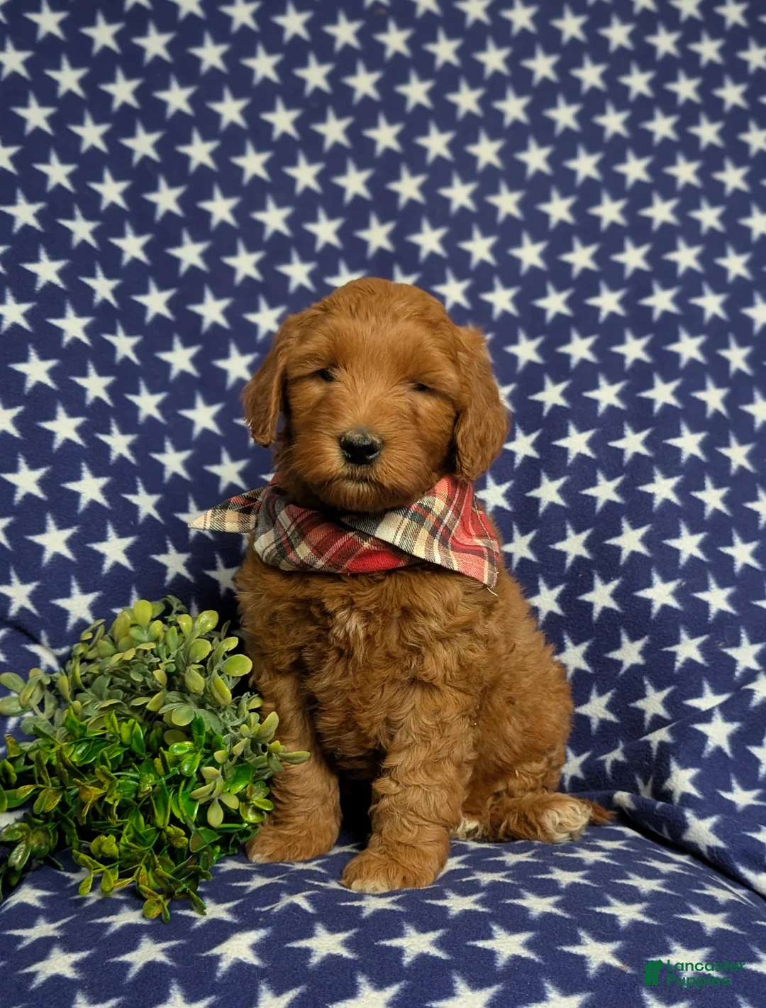 Goldendoodle dogs for sale: Finnian Hypoallergenic - Ad 1