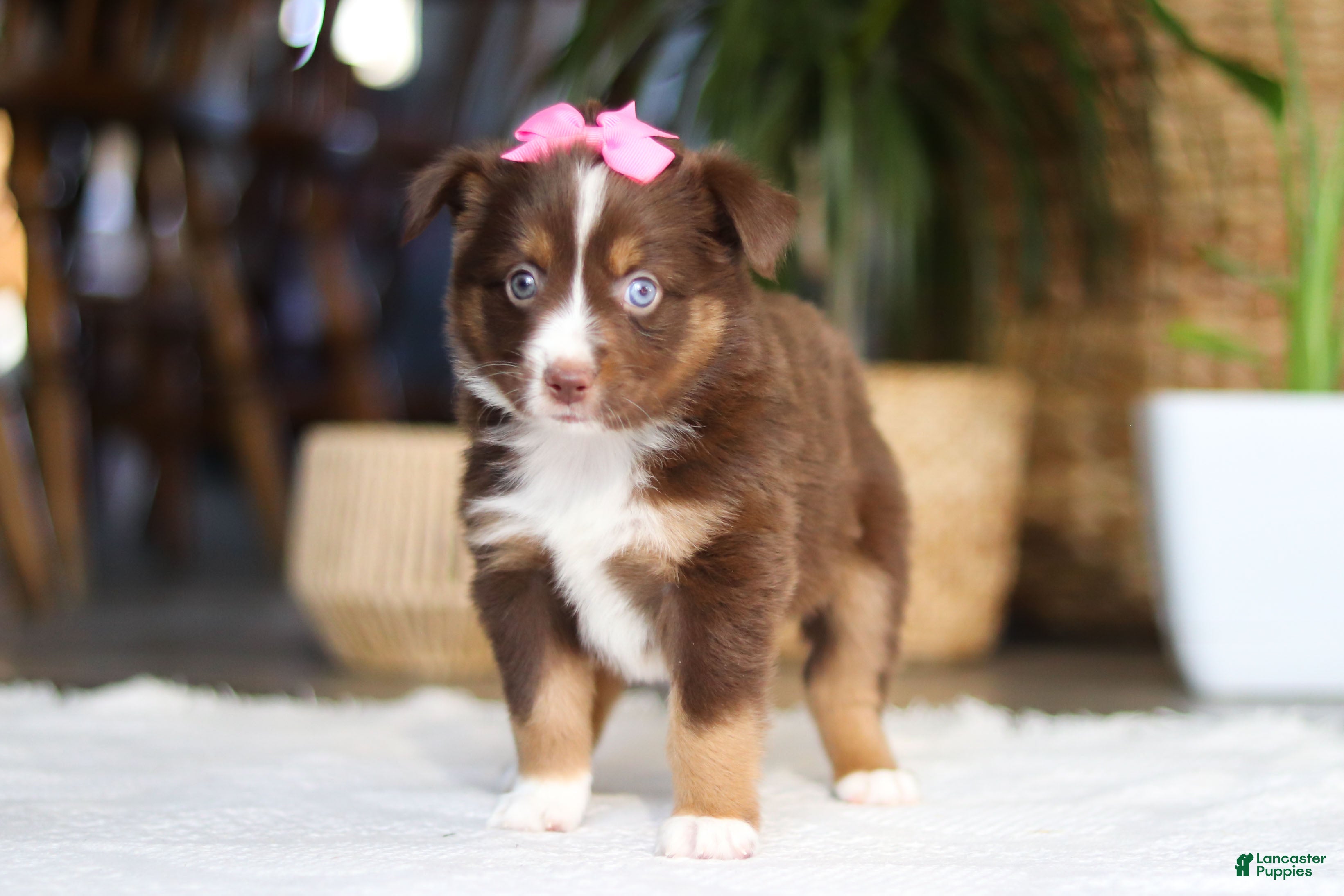 Australian Shepherd dogs Zinna - Ad 2