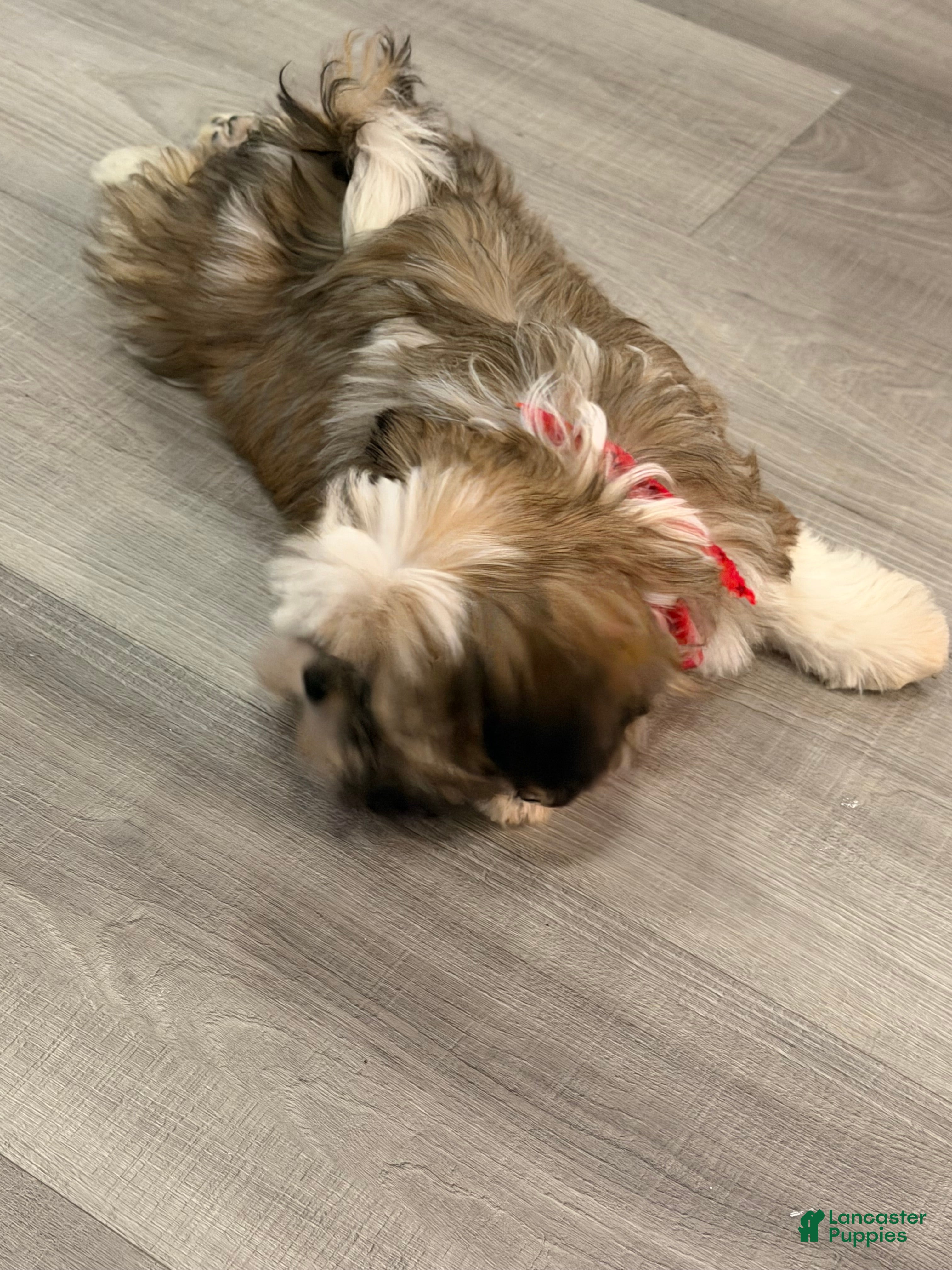 Shih Tzu dogs Teddy - Ad 2