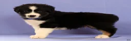 Miniature Australian Shepherd dogs for sale: Matthias - Ad 2