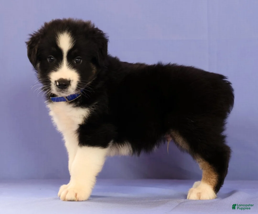 Miniature Australian Shepherd dogs for sale: Matthias - Ad 2