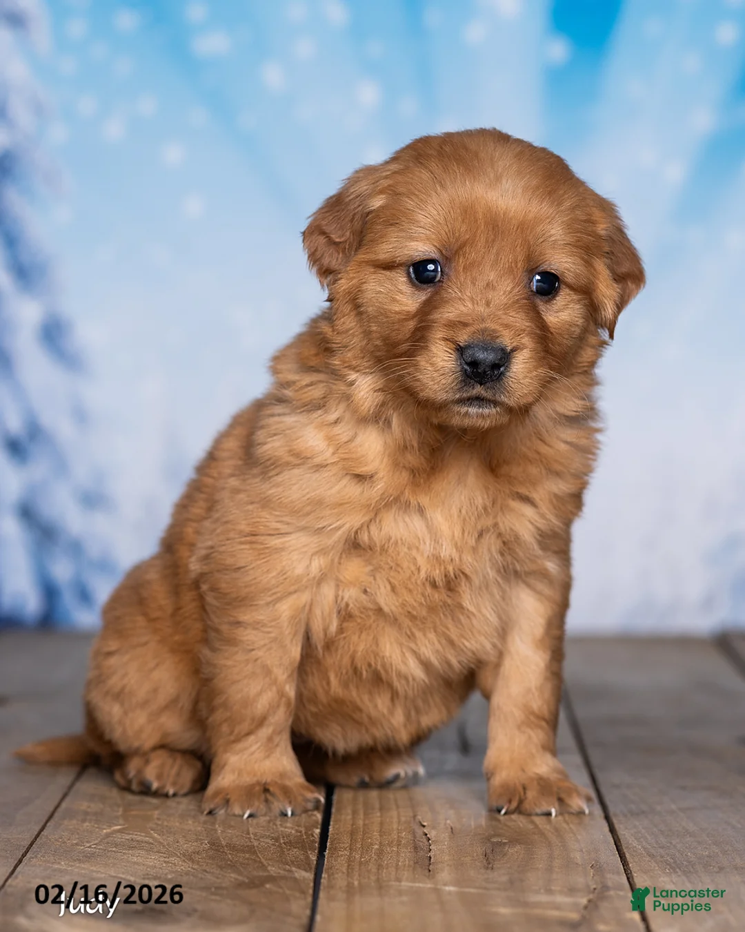 Golden Retriever dogs for sale: Judy - Ad 2