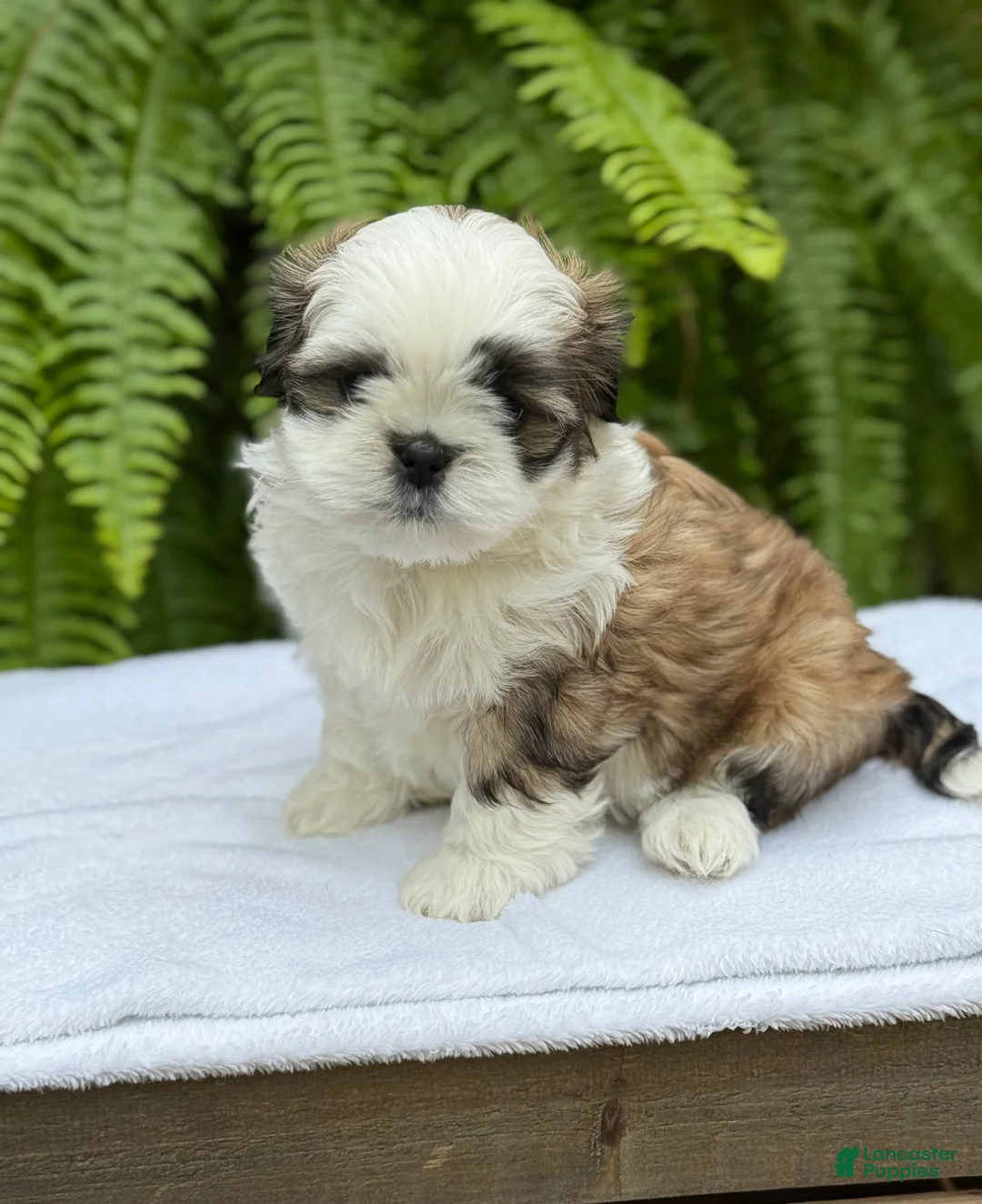 Teddy Bear dogs for sale: Coca-Cola  - Ad 1