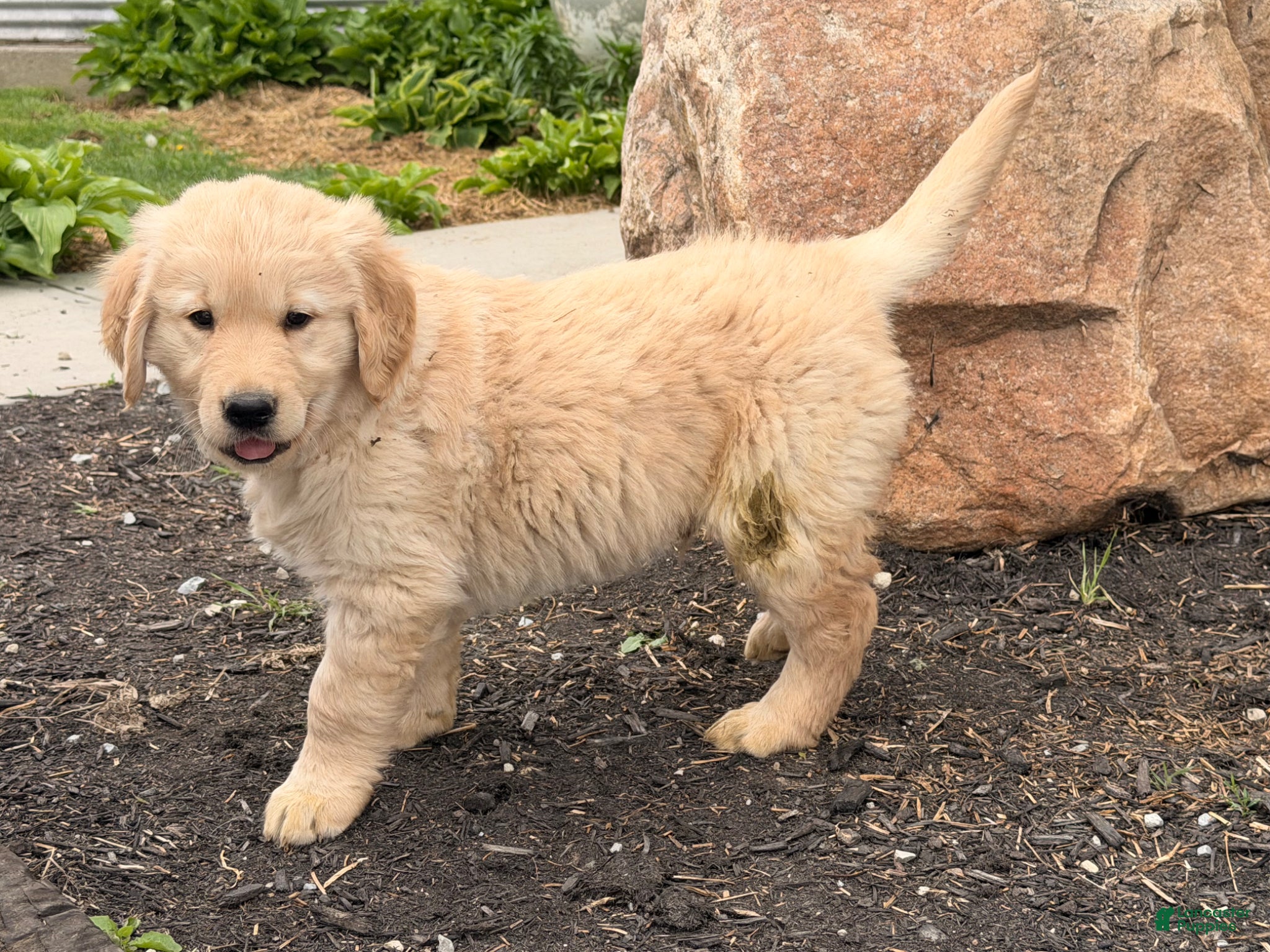 Golden Retriever dogs Mike - Ad 1