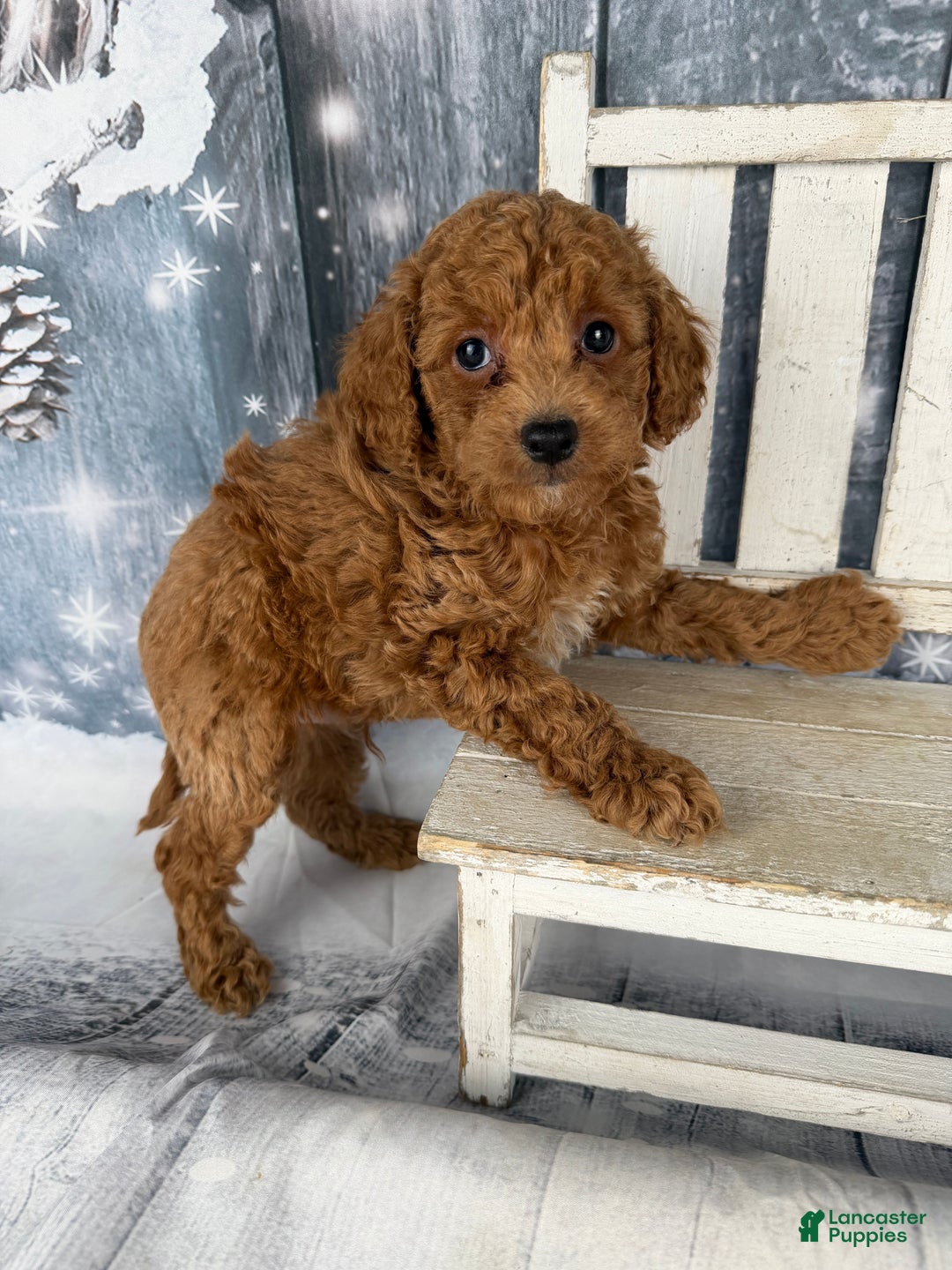 Cavapoo dogs for sale: Red - Ad 3