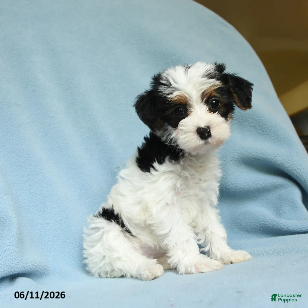 Yorkiepoo dogs for sale: Lollypop - Ad 1