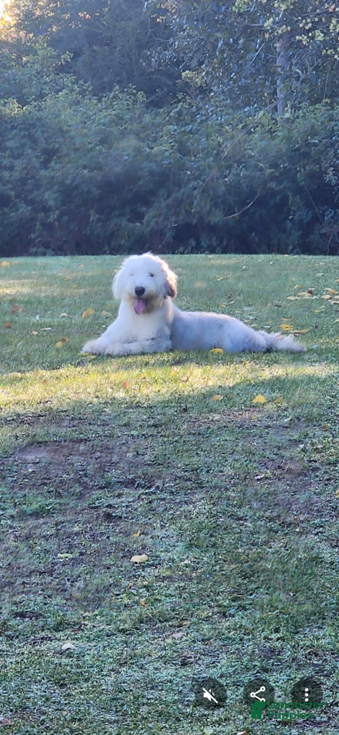 Old English Sheepdog dogs for sale: Old English Sheepdog Puppy 1 - Ad 2