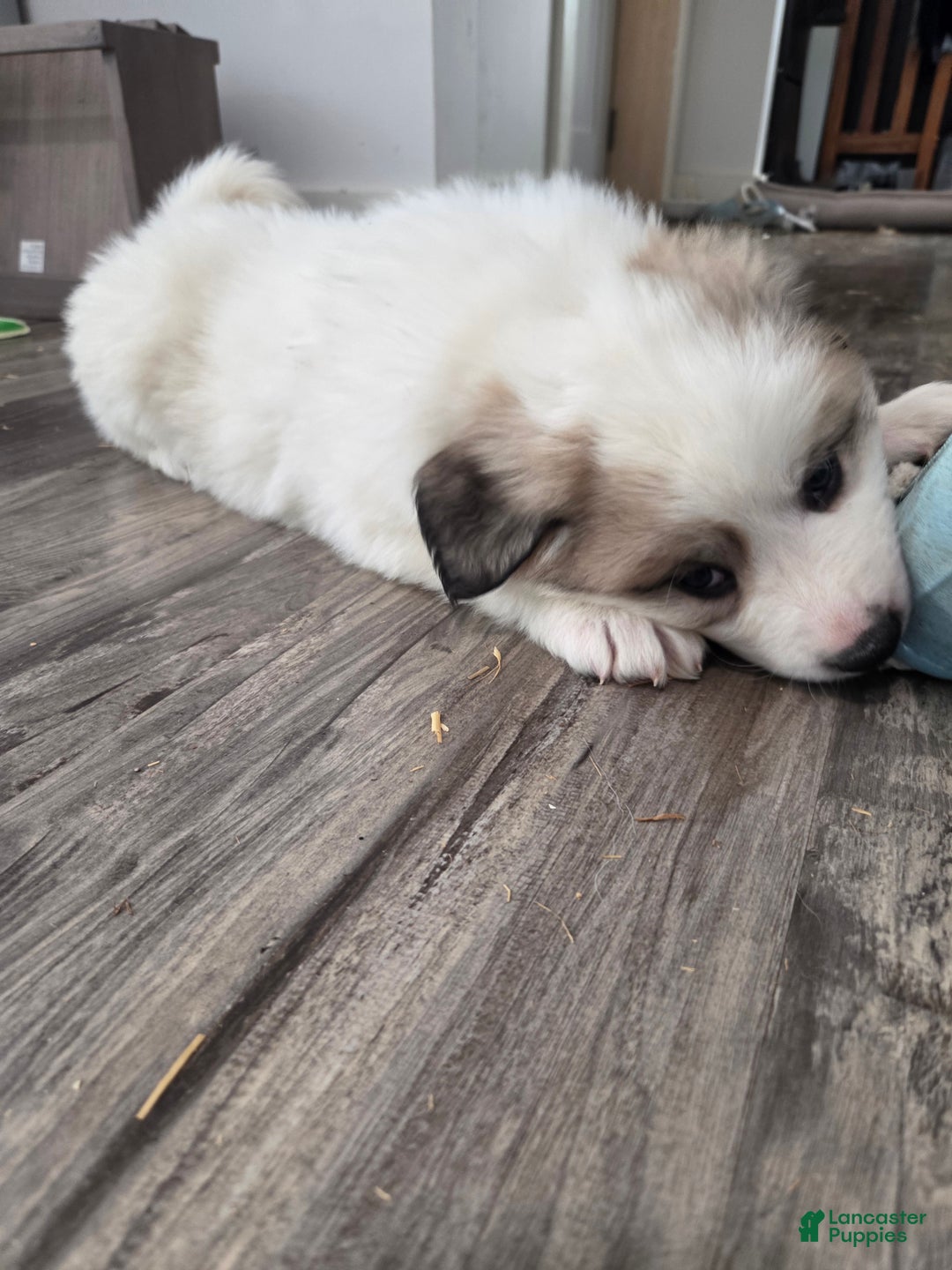 Great Pyrenees dogs for sale: George - Ad 7