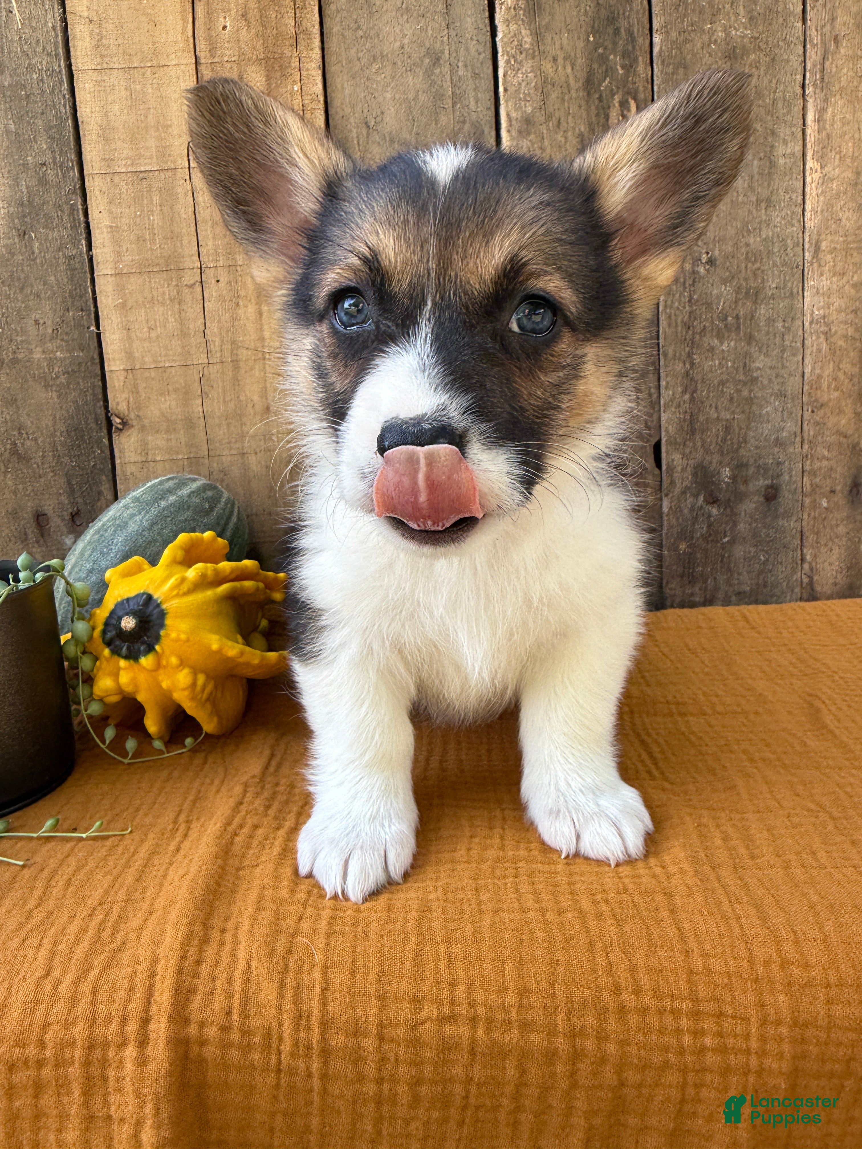 Cardigan Welsh Buy Corgi Puppy Near Me Welsh Corgi Pembroke