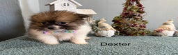 Pomeranian dogs for sale: Dexter  - Ad 2