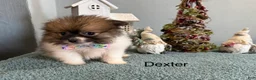 Pomeranian dogs for sale: Dexter  - Ad 2