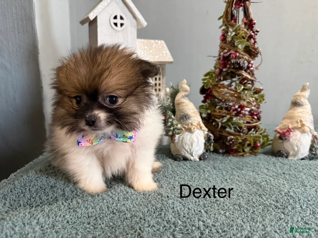 Pomeranian dogs for sale: Dexter  - Ad 2