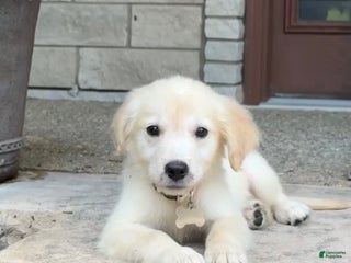 Golden Retriever dogs - Ad 38