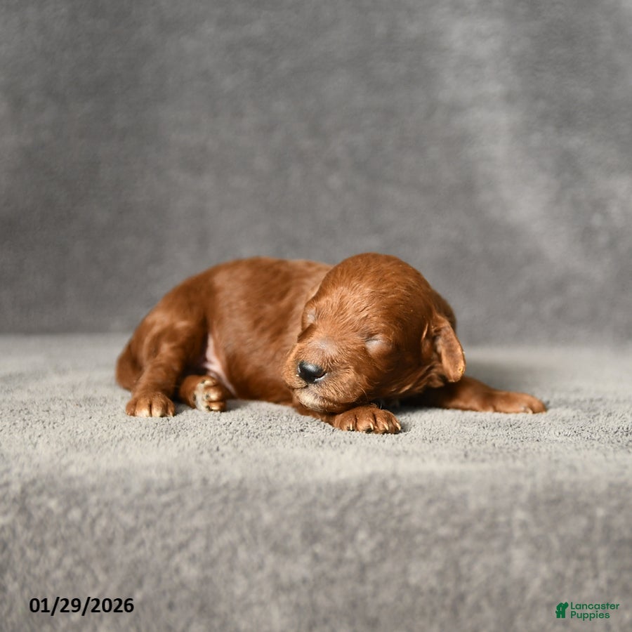 Toy Poodle dogs Jackson - Ad 4